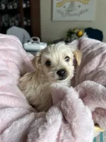 Sugar, a female Yorkshire Terrier for sale in Pemberton, NJ – 7 of 10