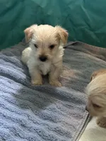 Sugar, a female Yorkshire Terrier for sale in Pemberton, NJ – 3 of 10