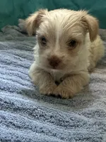 Meadow, a female Yorkshire Terrier for sale in Pemberton, NJ – 10 of 10