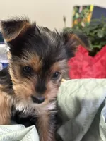 Lily, a female Yorkshire Terrier for sale in Pemberton, NJ – Photo 1 of 6