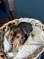 Lily, a female Yorkshire Terrier for sale in Pemberton, NJ – Photo 6 of 6