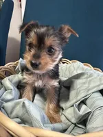 Lily, a female Yorkshire Terrier for sale in Pemberton, NJ – Photo 5 of 6