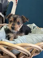 Lily, a female Yorkshire Terrier for sale in Pemberton, NJ – Photo 4 of 6