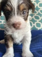 Tux, a male Yorkshire Terrier for sale in Pemberton, NJ – 2 of 6
