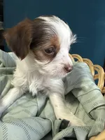 Rocky, a male Yorkshire Terrier for sale in Pemberton, NJ – Photo 7 of 8