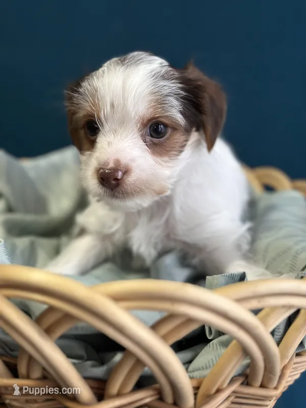 Rocky, a male Yorkshire Terrier for sale in Pemberton, NJ – Photo 1 of 8
