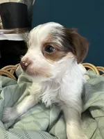 Rocky, a male Yorkshire Terrier for sale in Pemberton, NJ – Photo 6 of 8