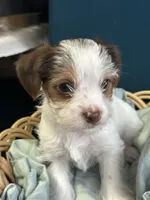 Rocky, a male Yorkshire Terrier for sale in Pemberton, NJ – Photo 4 of 8