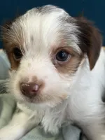 Rocky, a male Yorkshire Terrier for sale in Pemberton, NJ – Photo 2 of 8