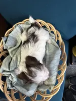 Rocky, a male Yorkshire Terrier for sale in Pemberton, NJ – Photo 8 of 8