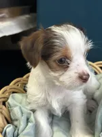 Rocky, a male Yorkshire Terrier for sale in Pemberton, NJ – Photo 3 of 8