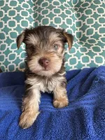 Tug, a male Yorkshire Terrier for sale in Pemberton, NJ – 7 of 7
