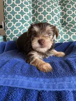 Tug, a male Yorkshire Terrier for sale in Pemberton, NJ – 3 of 7