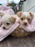 Meadow, a female Yorkshire Terrier for sale in Pemberton, NJ – 9 of 10