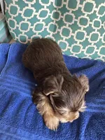 Tug, a male Yorkshire Terrier for sale in Pemberton, NJ – 2 of 7