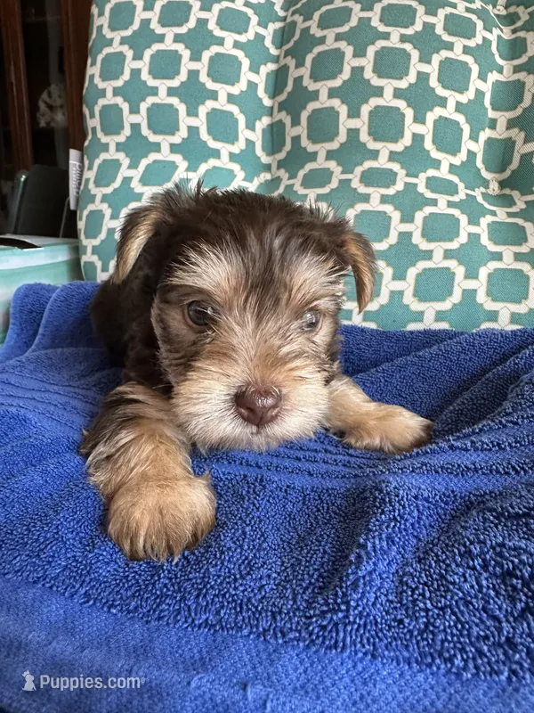 Tug – Yorkshire Terrier puppy for sale in Pemberton, NJ