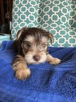 Tug, a male Yorkshire Terrier for sale in Pemberton, NJ – 1 of 7