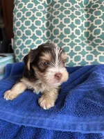 Luke, a male Yorkshire Terrier for sale in Pemberton, NJ – 2 of 6
