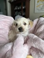 Sugar, a female Yorkshire Terrier for sale in Pemberton, NJ – 6 of 10
