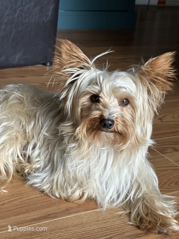 Sugar – Yorkshire Terrier puppy for sale in Pemberton, NJ
