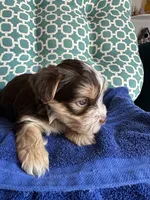 Luke, a male Yorkshire Terrier for sale in Pemberton, NJ – 1 of 6