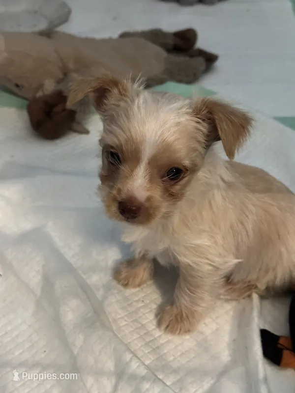 Meadow – Yorkshire Terrier puppy for sale in Pemberton, NJ