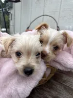 Sugar, a female Yorkshire Terrier for sale in Pemberton, NJ – 10 of 10
