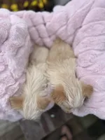 Sugar, a female Yorkshire Terrier for sale in Pemberton, NJ – 4 of 10