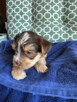 Luke, a male Yorkshire Terrier for sale in Pemberton, NJ – 3 of 6