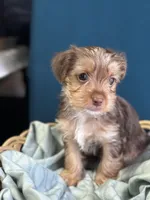 Tommy , a male Yorkshire Terrier for sale in Pemberton, NJ – Photo 2 of 5