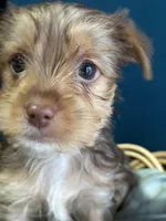 Tommy , a male Yorkshire Terrier for sale in Pemberton, NJ – Photo 3 of 5