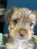 Tommy , a male Yorkshire Terrier for sale in Pemberton, NJ – Photo 4 of 5