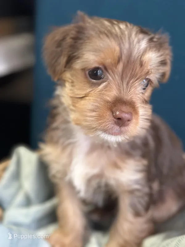 Tommy , a male Yorkshire Terrier for sale in Pemberton, NJ – Photo 1 of 5