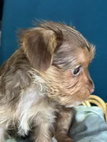 Tommy , a male Yorkshire Terrier for sale in Pemberton, NJ – Photo 5 of 5