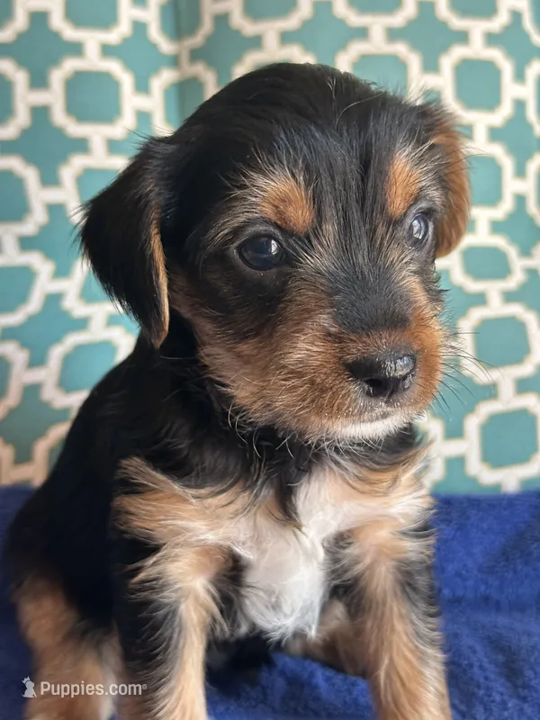 Bruce – Yorkshire Terrier puppy for sale in Pemberton, NJ