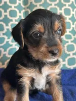 Bruce, a male Yorkshire Terrier for sale in Pemberton, NJ – 1 of 5