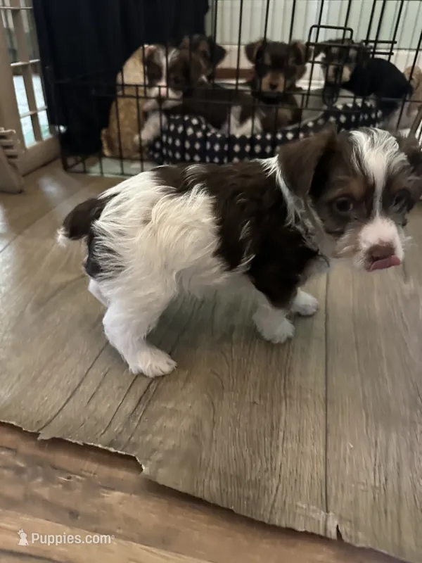 Tux – Yorkshire Terrier puppy for sale in Pemberton, NJ