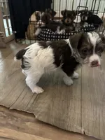 Tux, a male Yorkshire Terrier for sale in Pemberton, NJ – 1 of 6