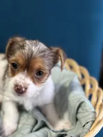 Jack, a male Yorkshire Terrier for sale in Pemberton, NJ – Photo 1 of 7