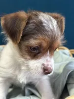 Jack, a male Yorkshire Terrier for sale in Pemberton, NJ – Photo 3 of 7