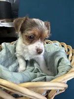 Jack, a male Yorkshire Terrier for sale in Pemberton, NJ – Photo 5 of 7