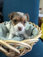 Jack, a male Yorkshire Terrier for sale in Pemberton, NJ – Photo 6 of 7