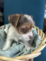 Jack, a male Yorkshire Terrier for sale in Pemberton, NJ – Photo 4 of 7