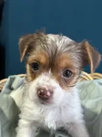 Jack, a male Yorkshire Terrier for sale in Pemberton, NJ – Photo 2 of 7