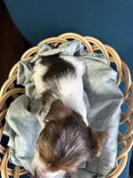 Jack, a male Yorkshire Terrier for sale in Pemberton, NJ – Photo 7 of 7