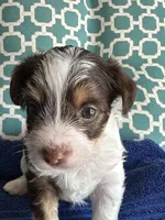 Tux, a male Yorkshire Terrier for sale in Pemberton, NJ – 6 of 6