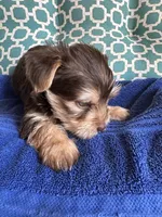 Tug, a male Yorkshire Terrier for sale in Pemberton, NJ – 4 of 7