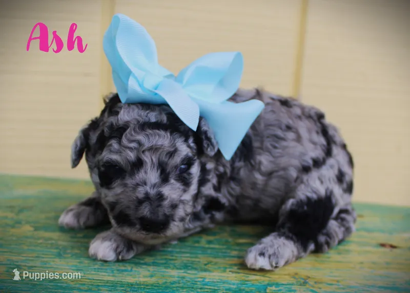 Ash/Toy goldendoodle – Miniature Goldendoodle puppy for sale in Baton Rouge, LA