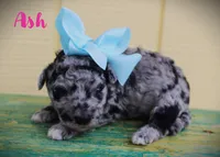 Ash/Toy goldendoodle, a female Miniature Goldendoodle for sale in Baton Rouge, LA – Photo 1 of 2