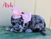 Ash/Toy goldendoodle, a female Miniature Goldendoodle for sale in Baton Rouge, LA – Photo 2 of 2